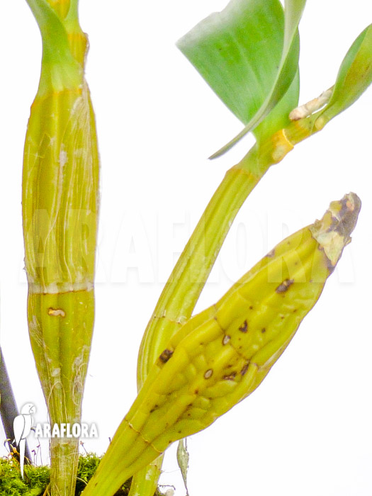 Dendrobium chrysotoxum