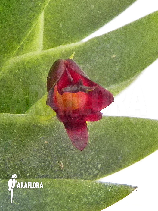 Dendrobium cultratum