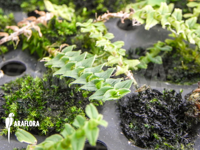 Dendrobium dichaeoides