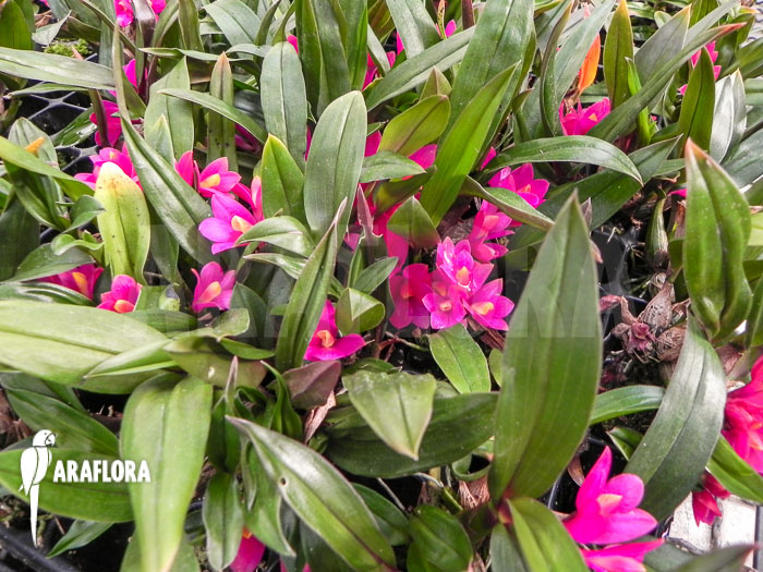 Dendrobium laevifolium