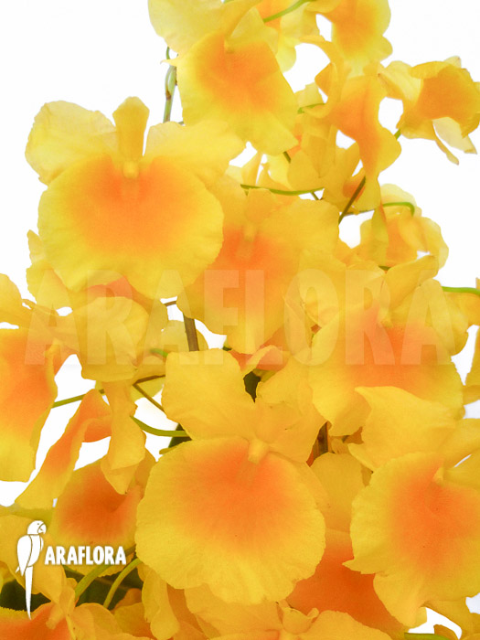 Dendrobium lindleyi ‚Aggregatum‘