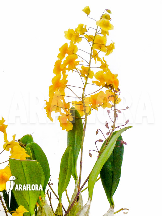 Dendrobium lindleyi ‚Aggregatum‘