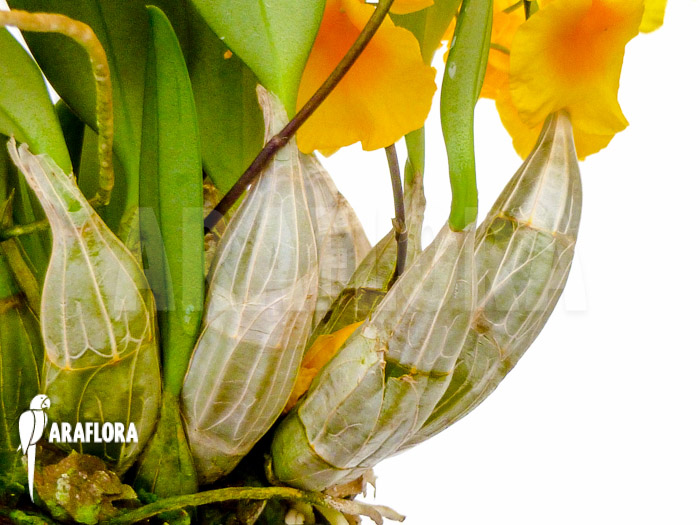 Dendrobium lindleyi ‚Aggregatum‘