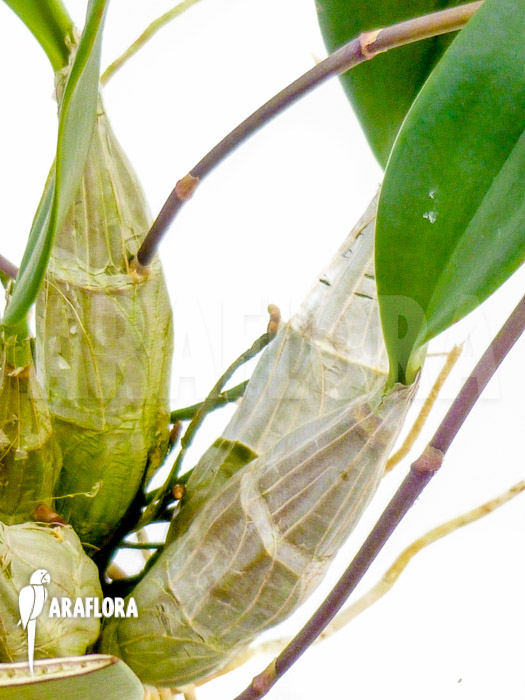 Dendrobium lindleyi ‚Aggregatum‘