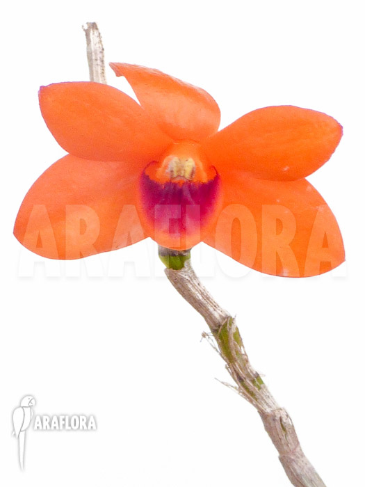 Dendrobium mohlianum