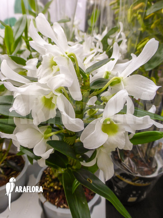 Dendrobium x Nobile White