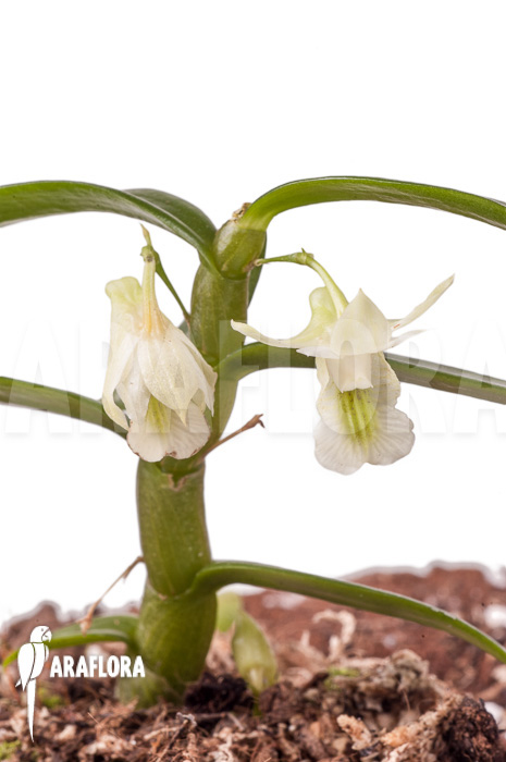 Dendrobium oligophyllum