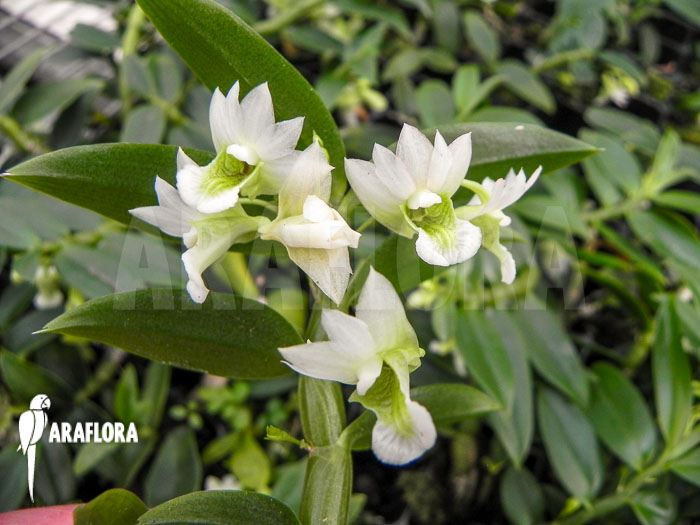 Dendrobium oligophyllum