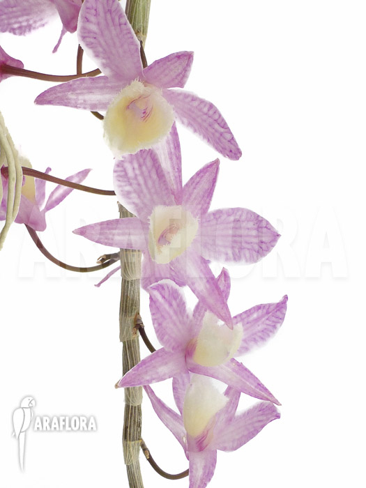 Dendrobium pierardii x loddigesii flower