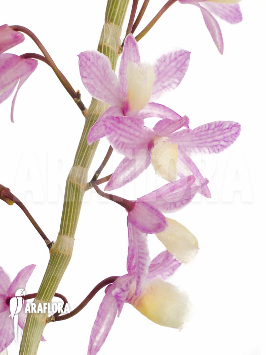 Dendrobium pierardii x loddigesii flower