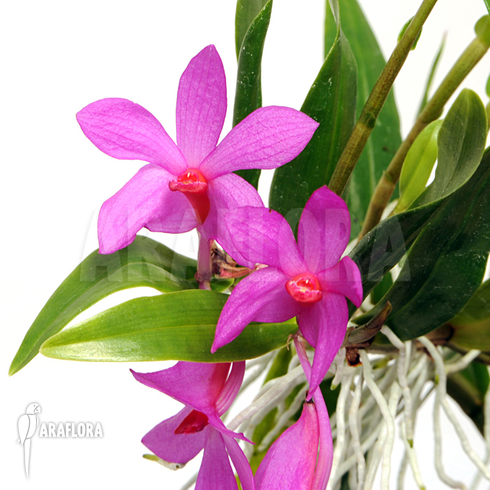 Dendrobium sulawesiense