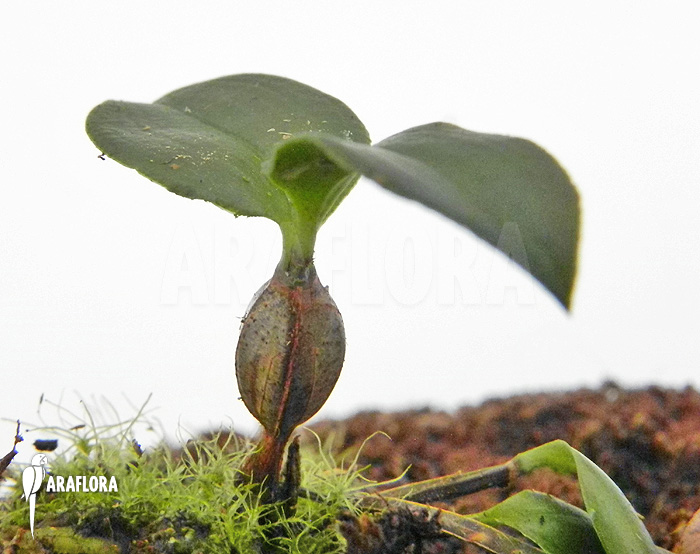 Dendrobium tetragonum