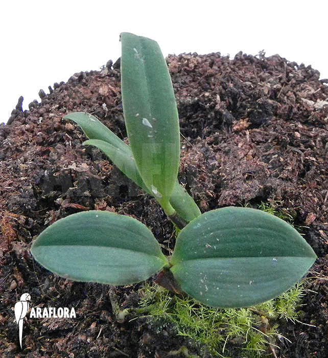 Dendrobium tetragonum