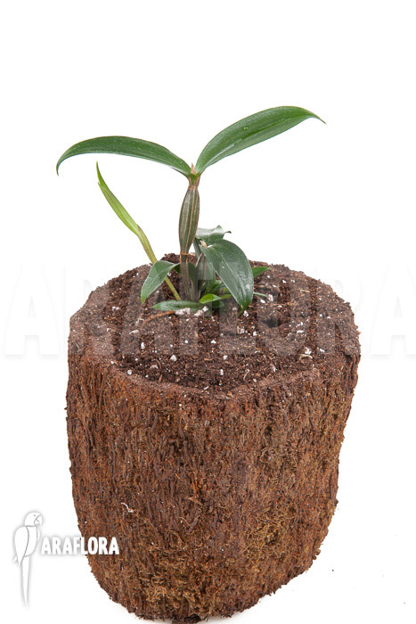 Dendrobium tetragonum var. Gigantum x tetragonum var. Alba