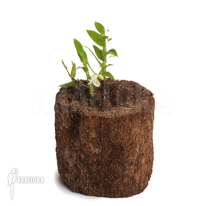 Dendrobium trinervium