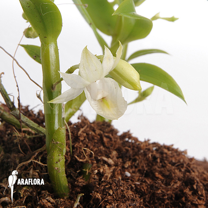 Dendrobium trinervium