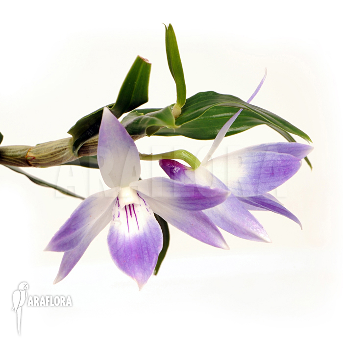 Dendrobium victoriae-reginae