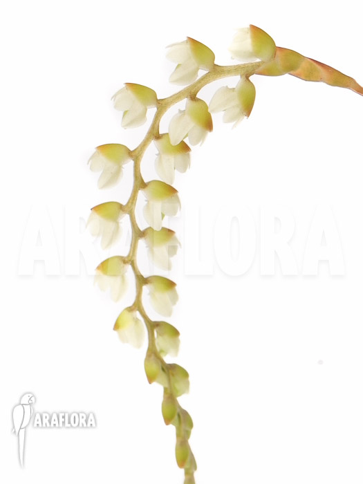 Dendrochilum cobbianum flower