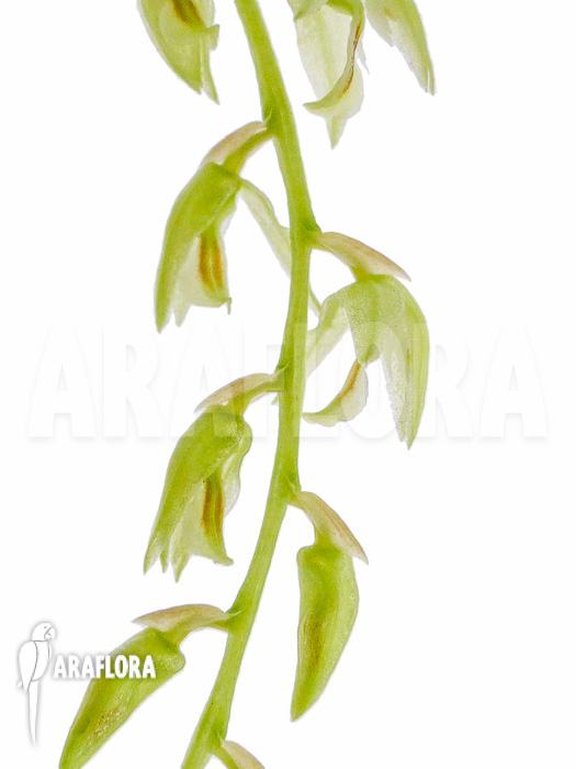 Dendrochilum compactum flower