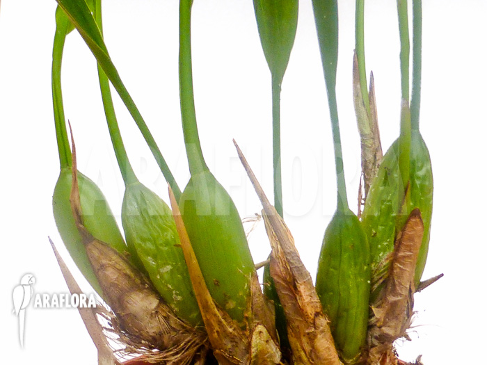 Dendrochilum filiforme Starter