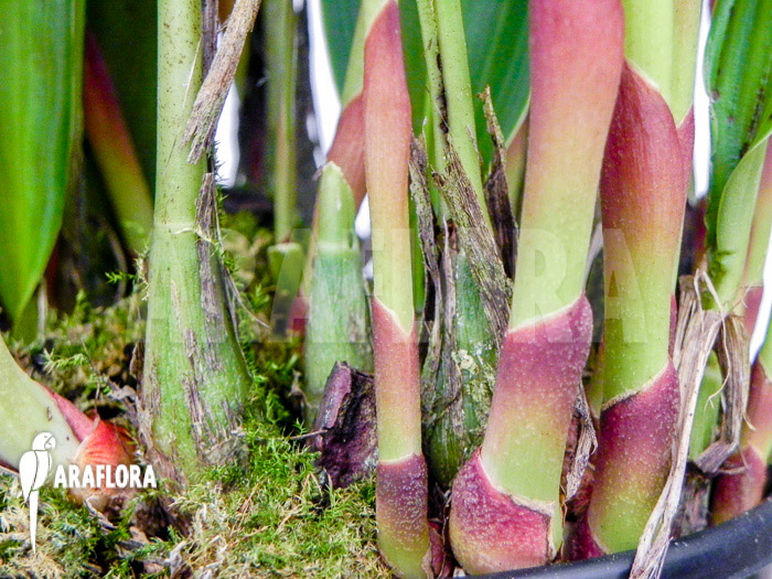Dendrochilum glumaceum flower