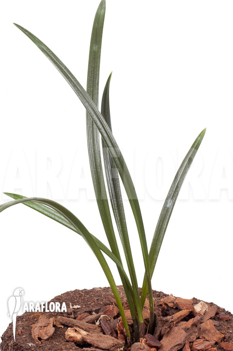 Dendrochilum javieri ‚Yellow‘ ‚Starter‘