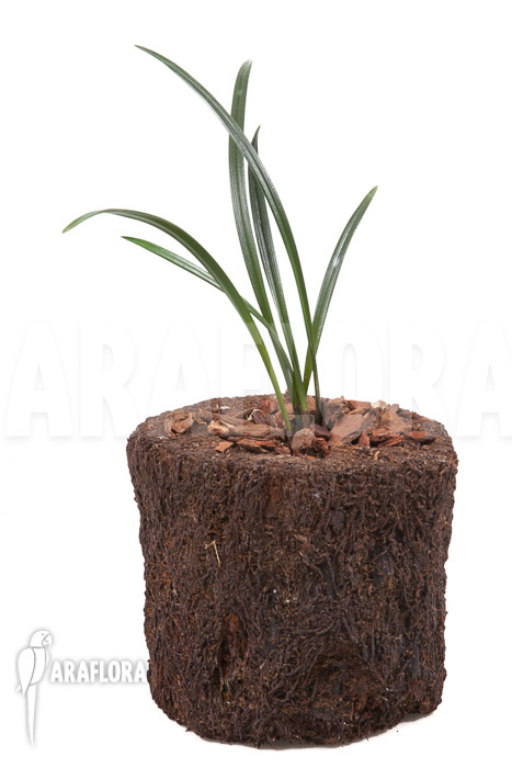 Dendrochilum javieri ‚Yellow‘ ‚Starter‘