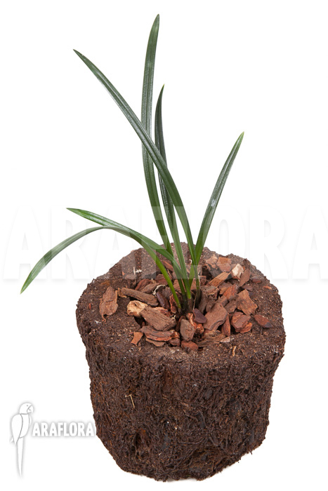 Dendrochilum javieri ‚Yellow‘ ‚Starter‘