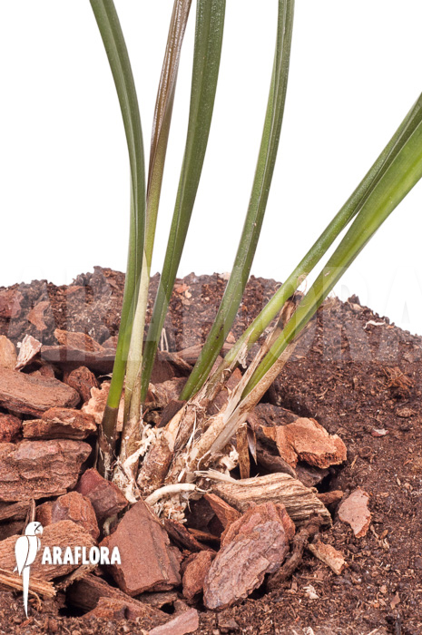 Dendrochilum javieri ‚Yellow‘ ‚Starter‘