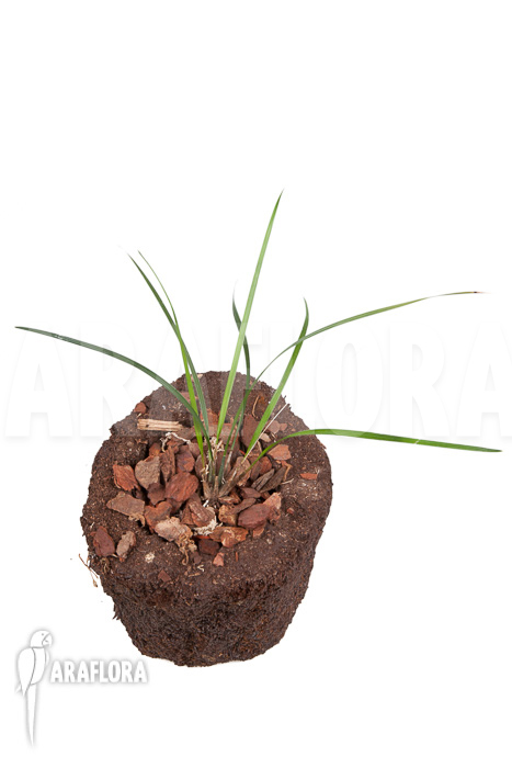 Dendrochilum luzonica ‚Starter‘