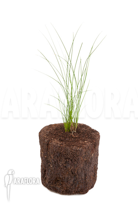 Dendrochilum tenellum