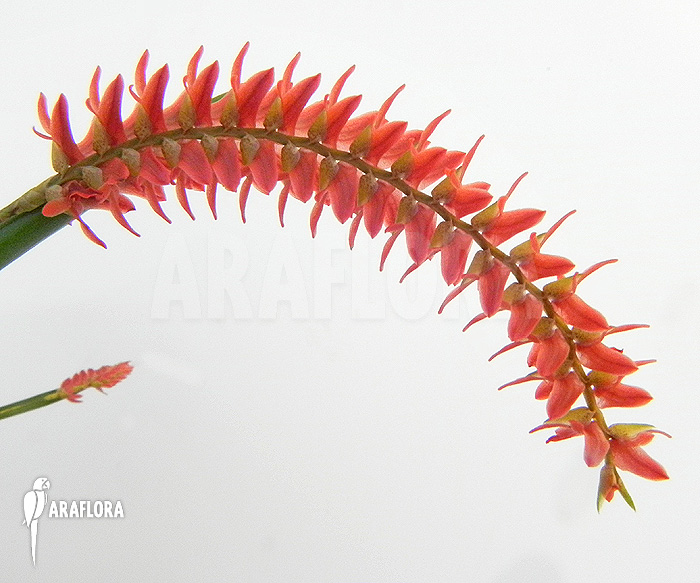 Dendrochilum wenzelii