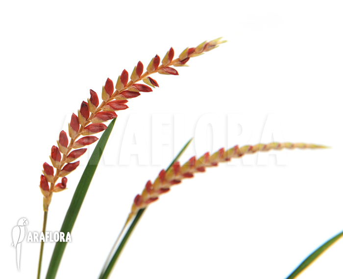 Dendrochilum wenzelii