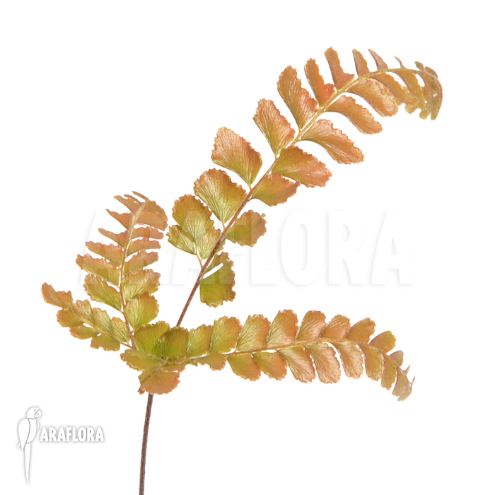 Didymochlaena truncatula