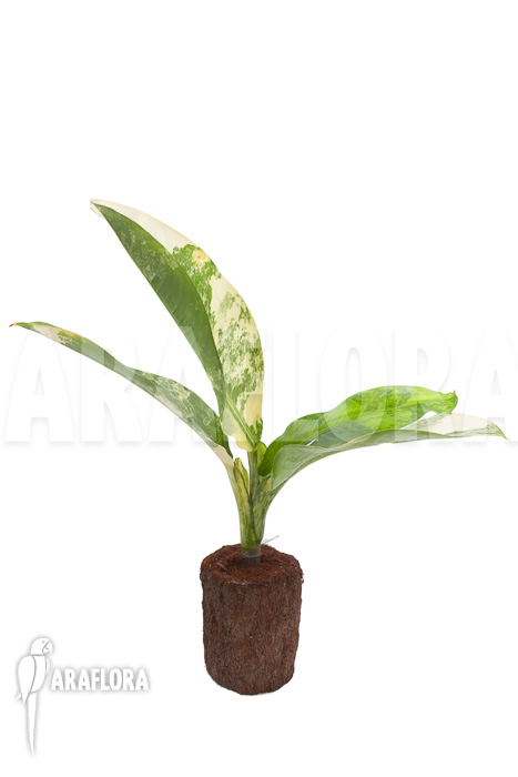 Dieffenbachia BigBen variegata