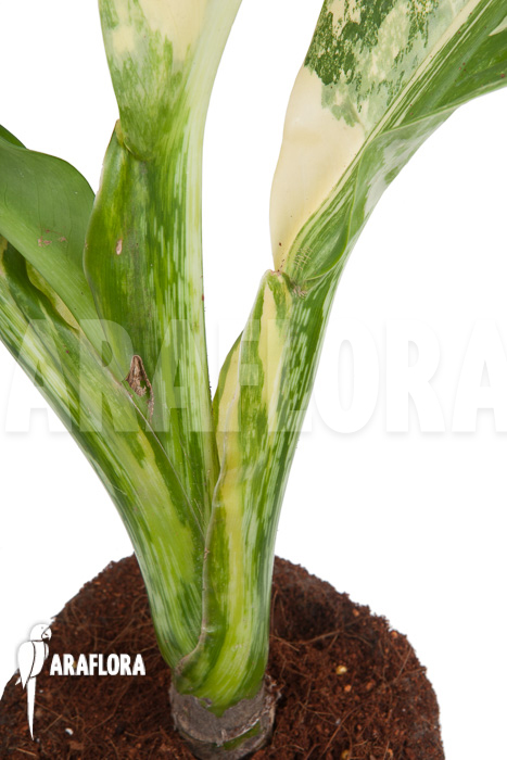 Dieffenbachia BigBen variegata