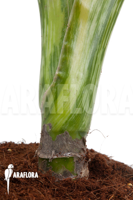 Dieffenbachia BigBen variegata