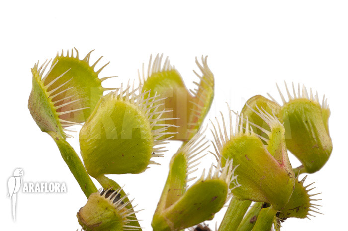 Dionaea muscipula ‚Airback‘