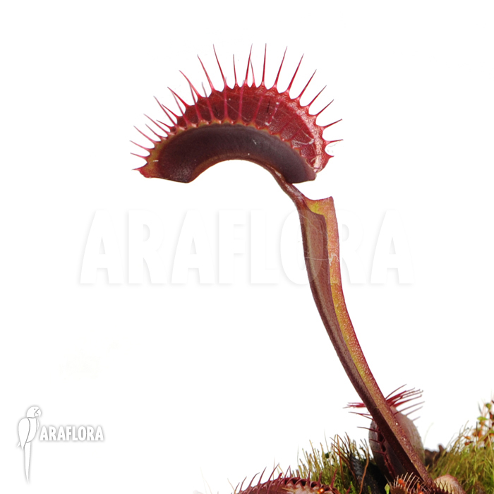 Dionaea muscipula ‚All red‘