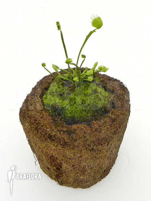 Dionaea muscipula ‚Australian Cup‘