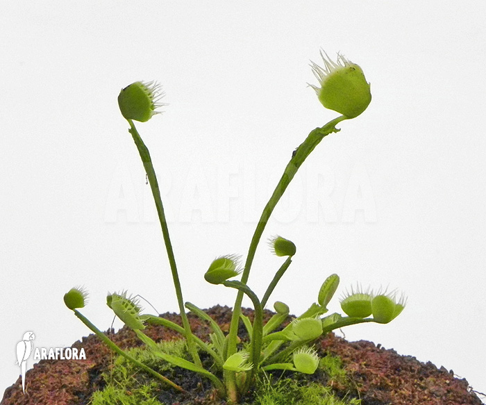 Dionaea muscipula ‚Australian Cup‘