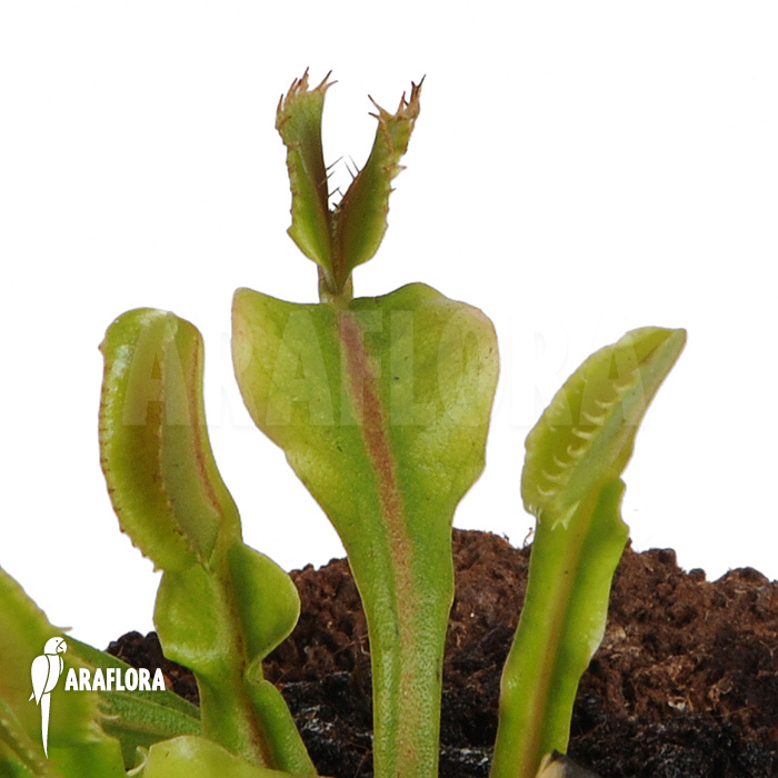 Dionaea muscipula ‚Avator‘