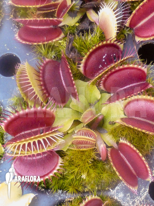Dionaea muscipula ‚B-52‘
