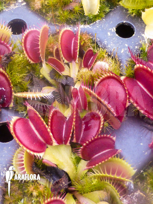 Dionaea muscipula ‚B-52‘