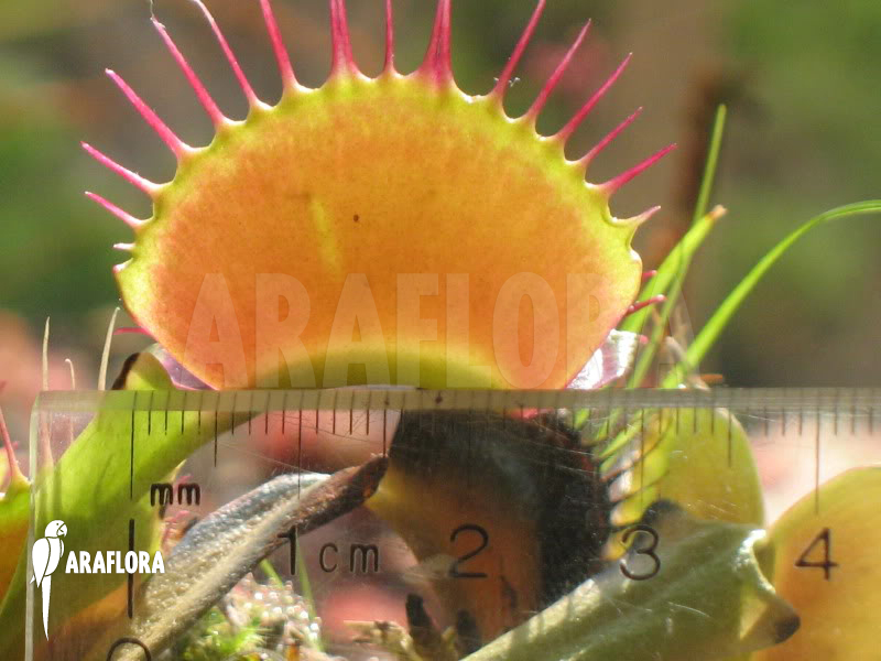 Dionaea muscipula ‚B-52‘