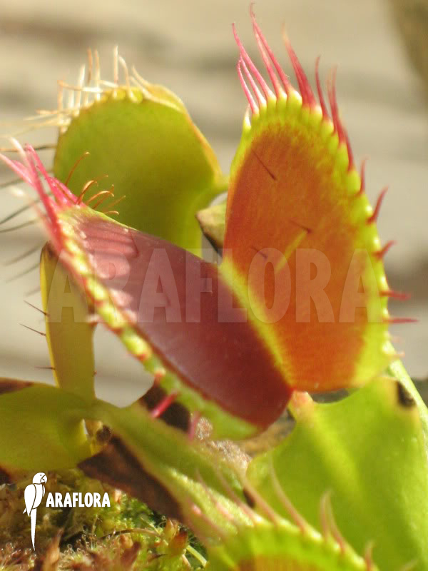 Dionaea muscipula ‚B-52‘