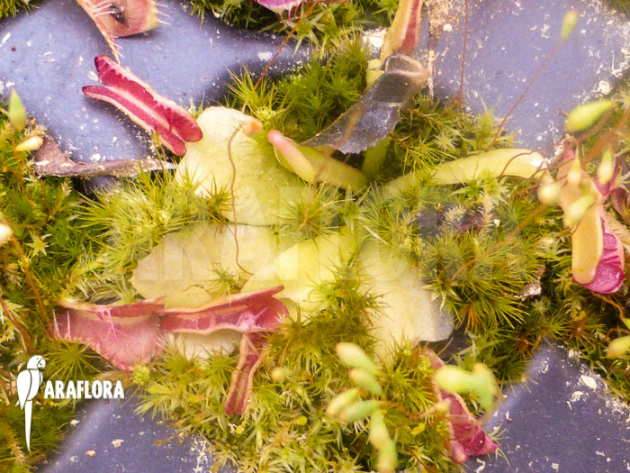 Dionaea muscipula Bad Luck Starter