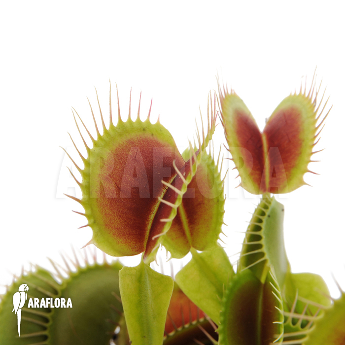 Dionaea muscipula ‚Beauty star‘