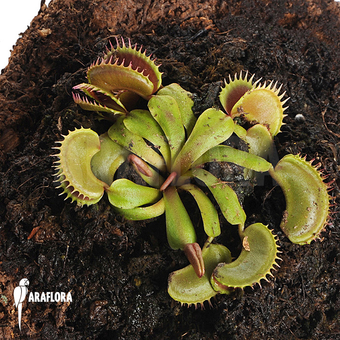 Dionaea muscipula ‚Bitter moon‘