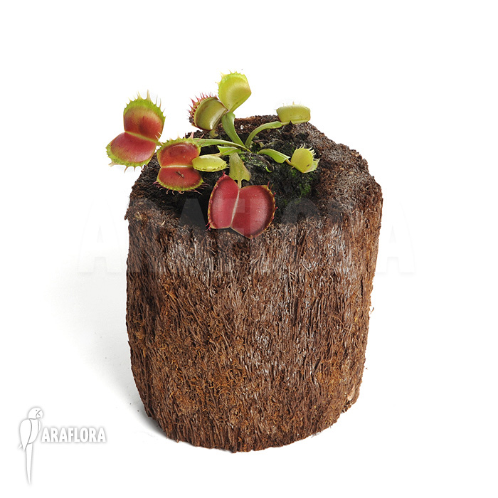 Dionaea muscipula ‚Bloody square‘